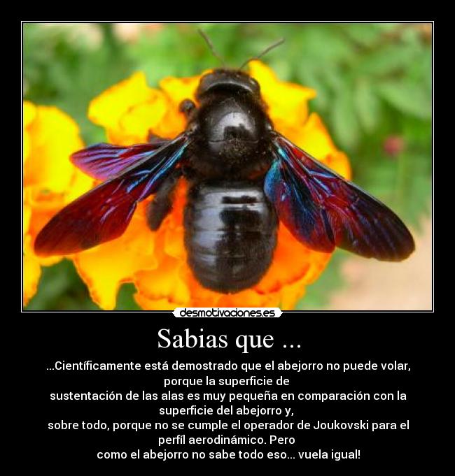 Sabias que ... - ...Científicamente está demostrado que el abejorro no puede volar,
porque la superficie de
sustentación de las alas es muy pequeña en comparación con la
superficie del abejorro y,
sobre todo, porque no se cumple el operador de Joukovski para el
perfíl aerodinámico. Pero
como el abejorro no sabe todo eso... vuela igual!