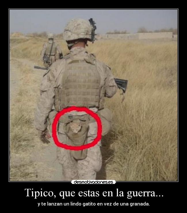 Tipico, que estas en la guerra... - y te lanzan un lindo gatito en vez de una granada.