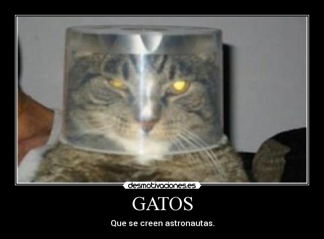 GATOS - 