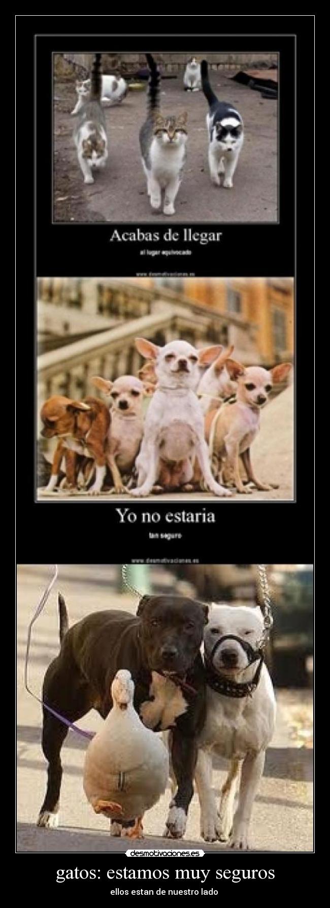carteles gatos desmotivacioneses desmotivaciones