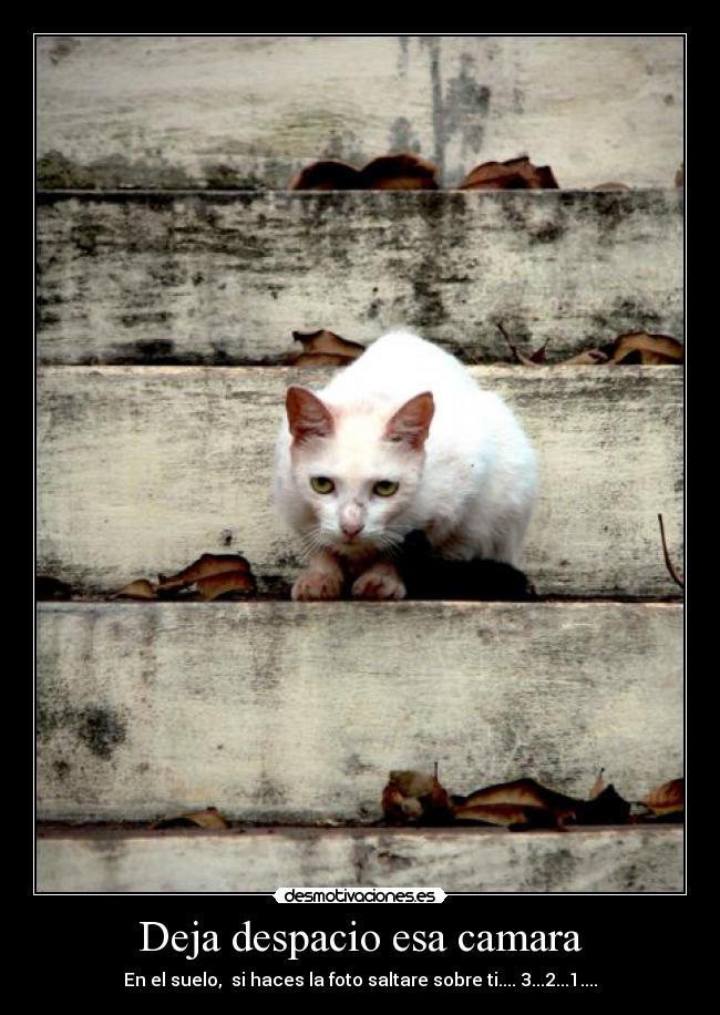 Deja despacio esa camara - En el suelo, si haces la foto saltare sobre ti.... 3...2...1....