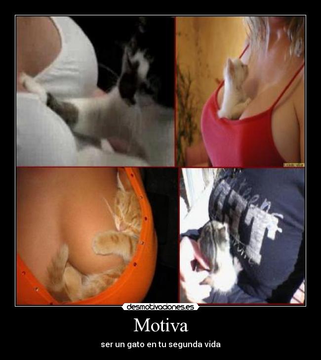 Motiva - ser un gato en tu segunda vida