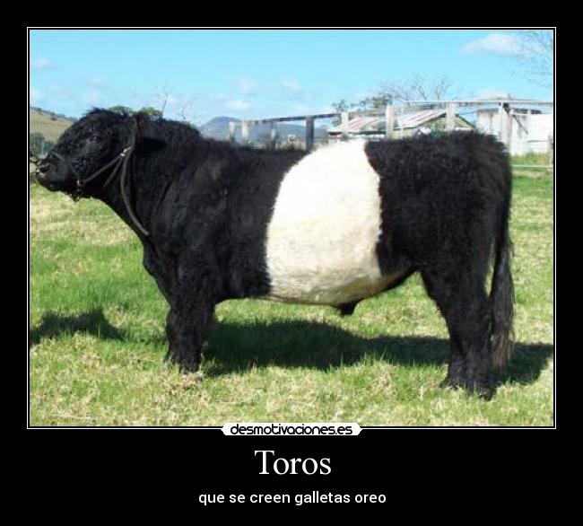 Toros - que se creen galletas oreo