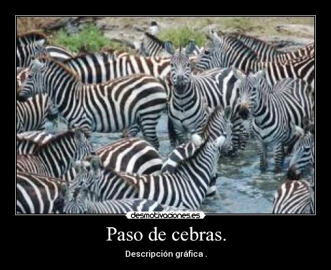 Paso de cebras. - 