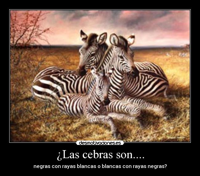 ¿Las cebras son.... - negras con rayas blancas o blancas con rayas negras?