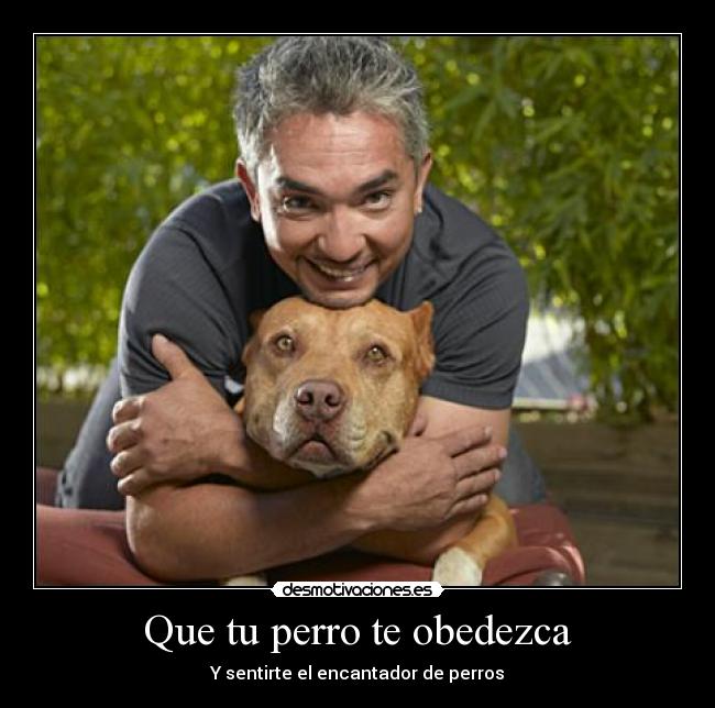 carteles encantador perros desmotivaciones