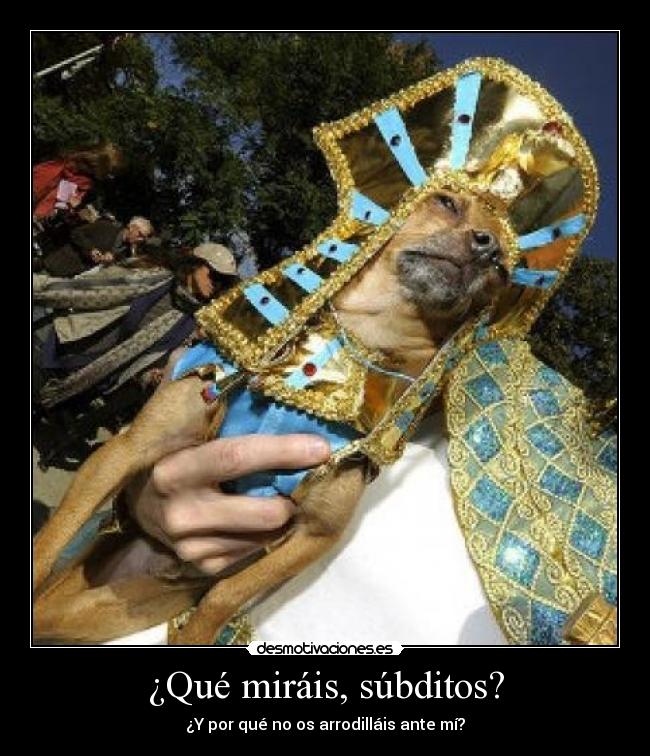 carteles perro chihuahua faraon egipto egipcio desmotivaciones