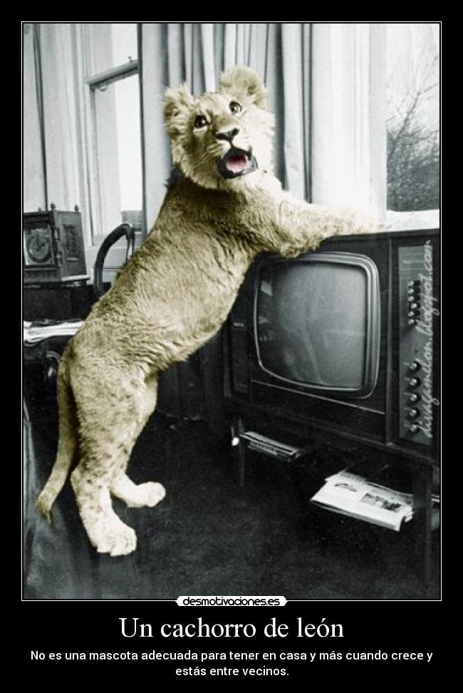 Un cachorro de león -