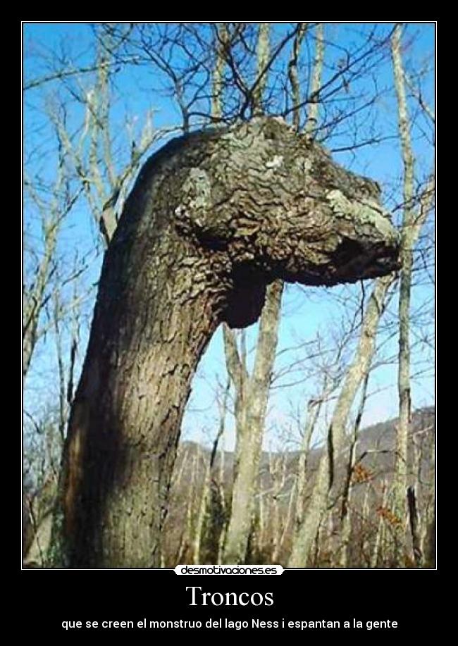Troncos - que se creen el monstruo del lago Ness i espantan a la gente