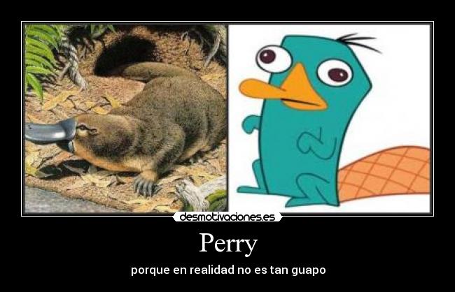Perry - 