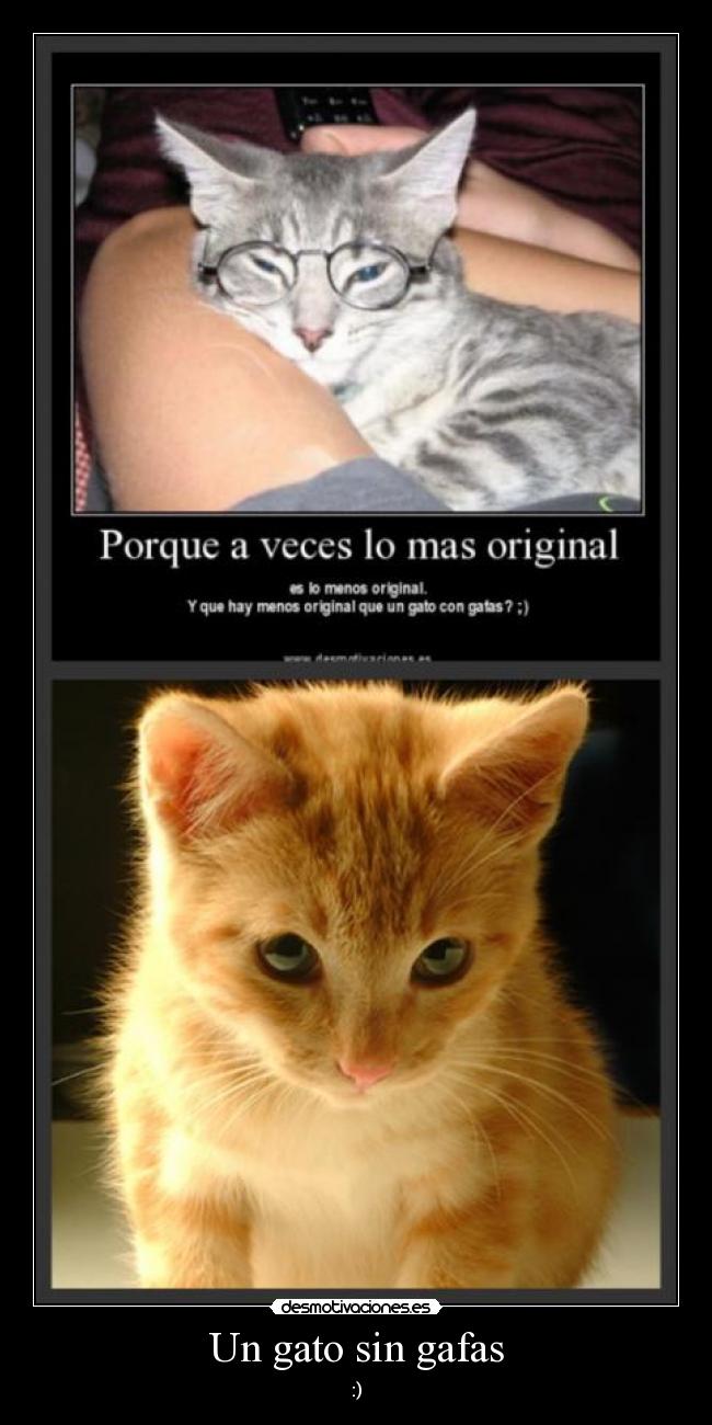 Un gato sin gafas - 