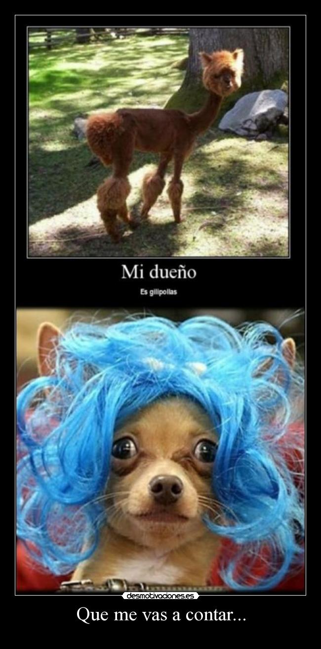 Que me vas a contar... -