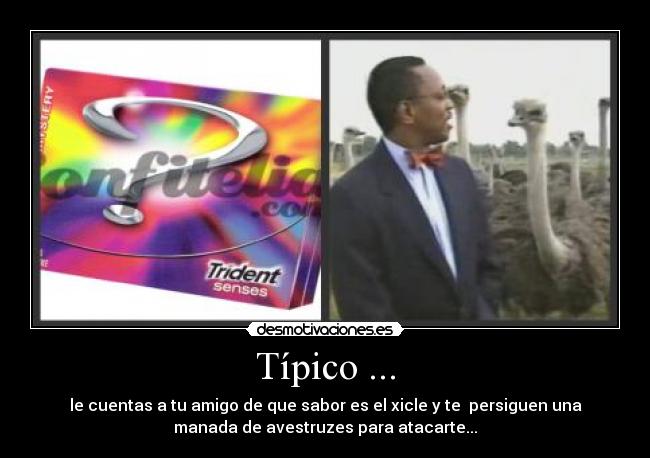 Típico ... - le cuentas a tu amigo de que sabor es el xicle y te persiguen una
manada de avestruzes para atacarte...