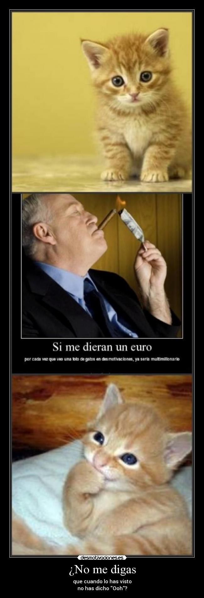 carteles animales desmotivaciones