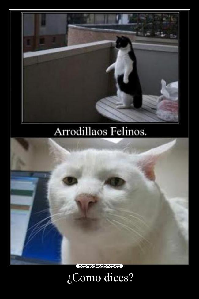 ¿Como dices? - 