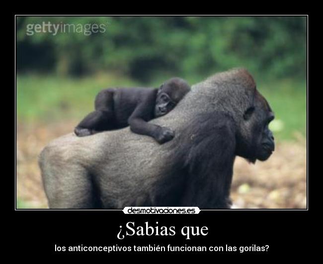 ¿Sabias que - los anticonceptivos también funcionan con las gorilas?