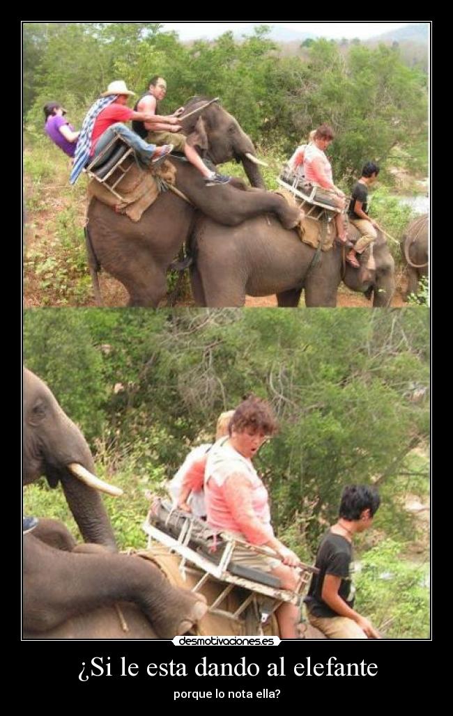 ¿Si le esta dando al elefante -