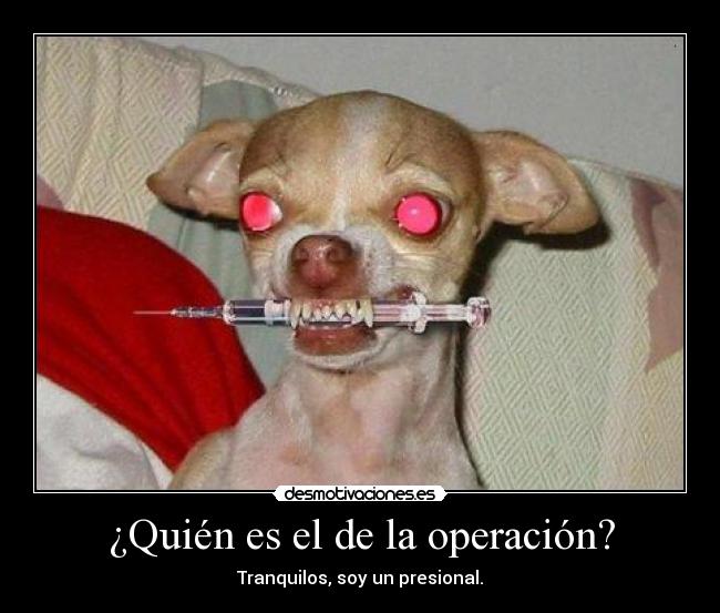 carteles perro perrito aguja malevolo inyeccion desmotivaciones