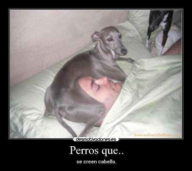 Perros que.. - se creen cabello.