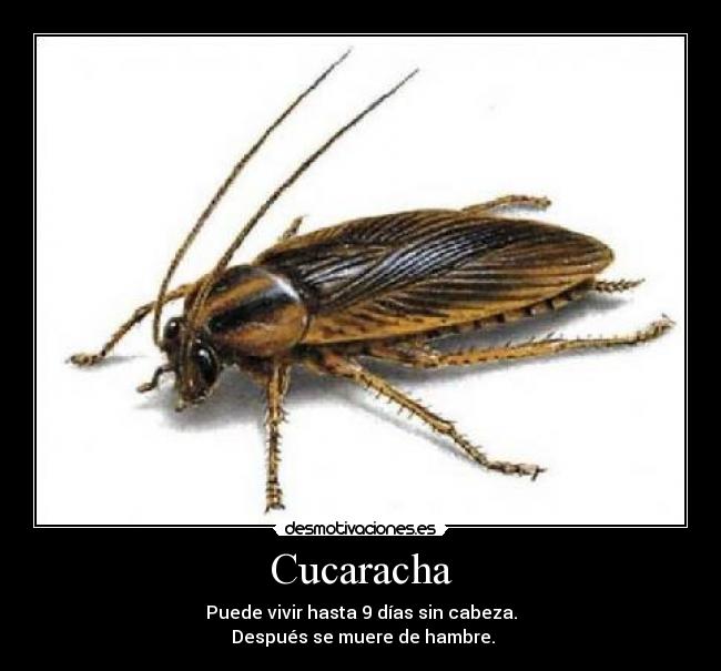 Cucaracha -
