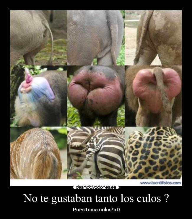 No te gustaban tanto los culos ? - Pues toma culos! xD