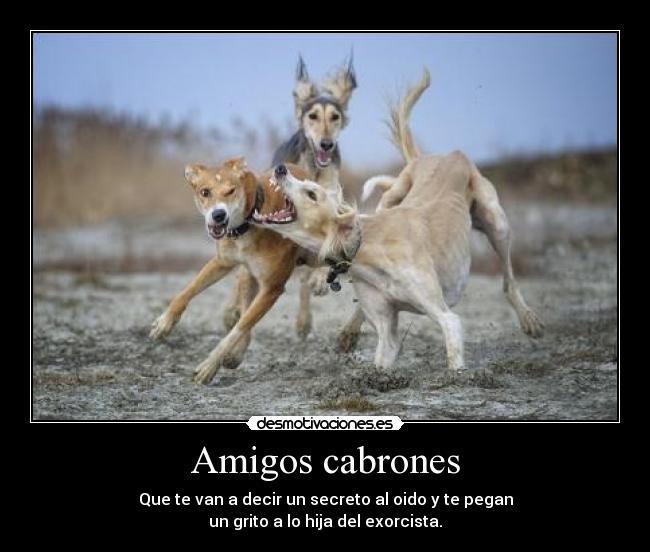 Amigos cabrones -