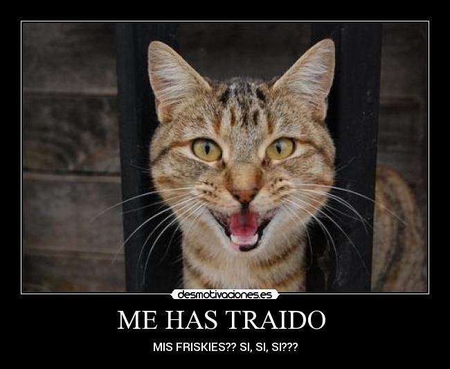 ME HAS TRAIDO - MIS FRISKIES?? SI, SI, SI???