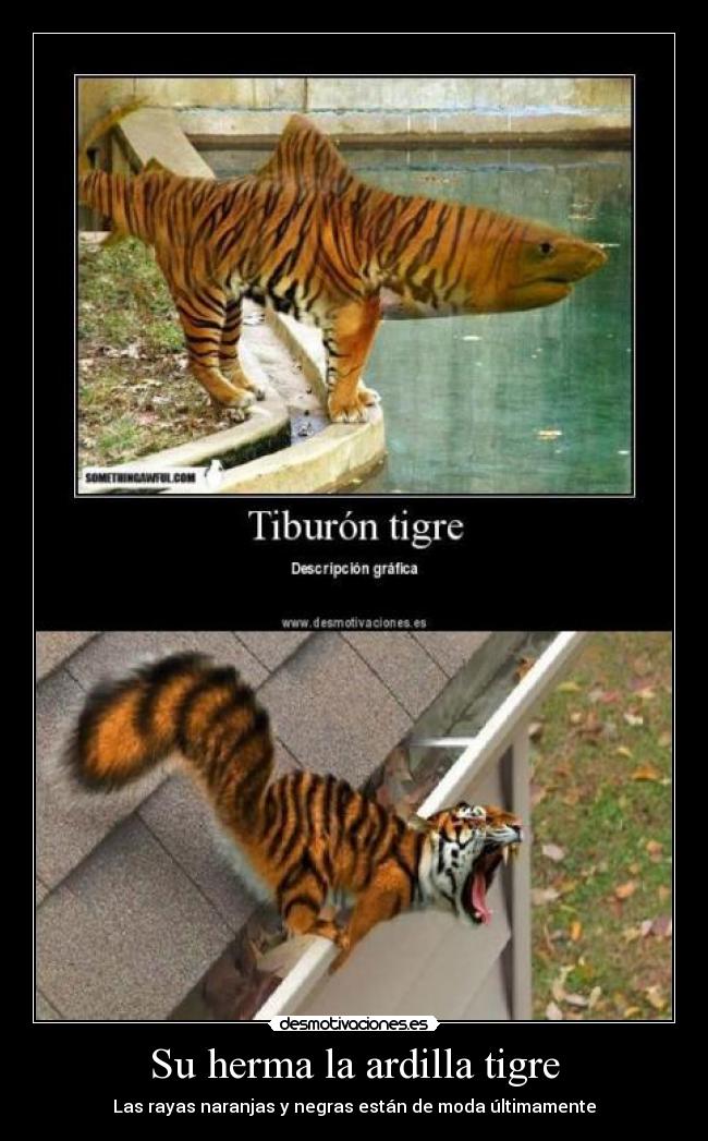 Su herma la ardilla tigre - 