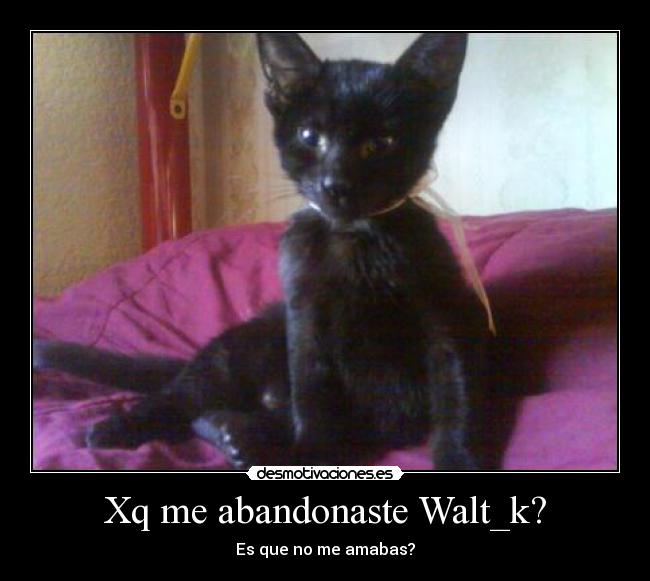 carteles gato desmotivaciones