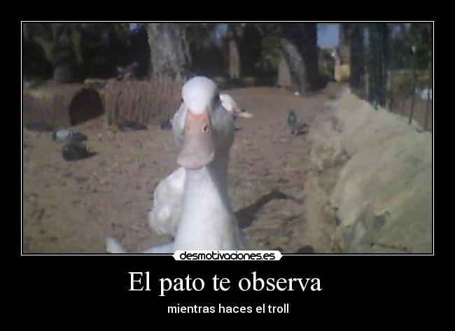 El pato te observa - mientras haces el troll