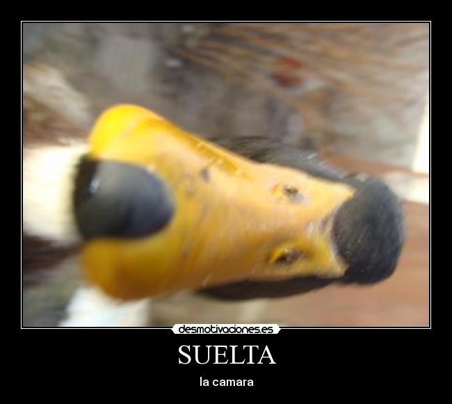 SUELTA - la camara