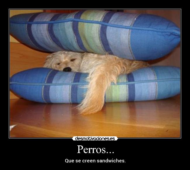Perros... - Que se creen sandwiches.
