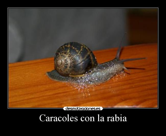 Caracoles con la rabia -