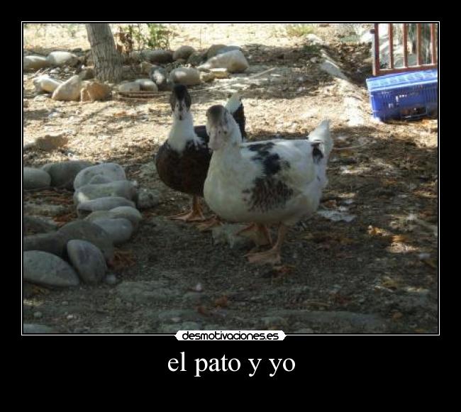 el pato y yo - 