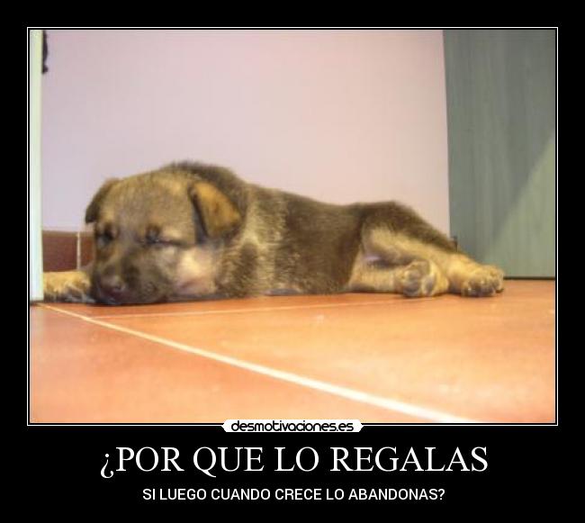 ¿POR QUE LO REGALAS - SI LUEGO CUANDO CRECE LO ABANDONAS?