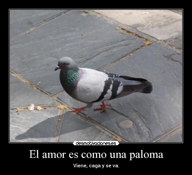 carteles amor verdad sobre amor con una comparacion con las palomas desmotivaciones