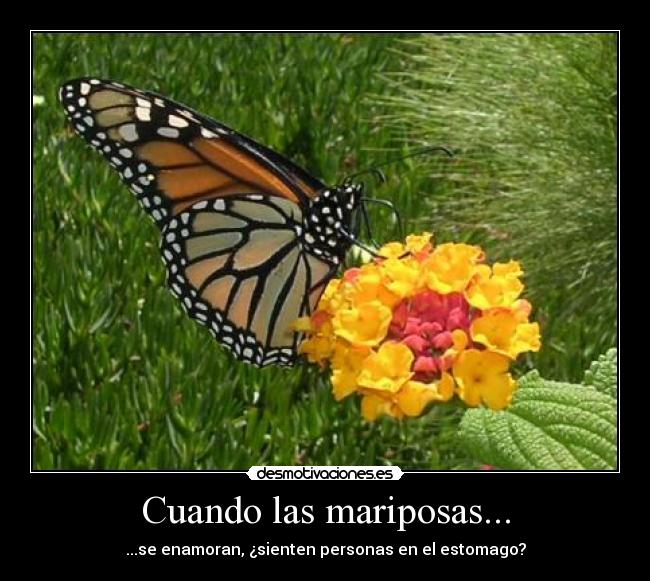 carteles mariposas estomago desmotivaciones