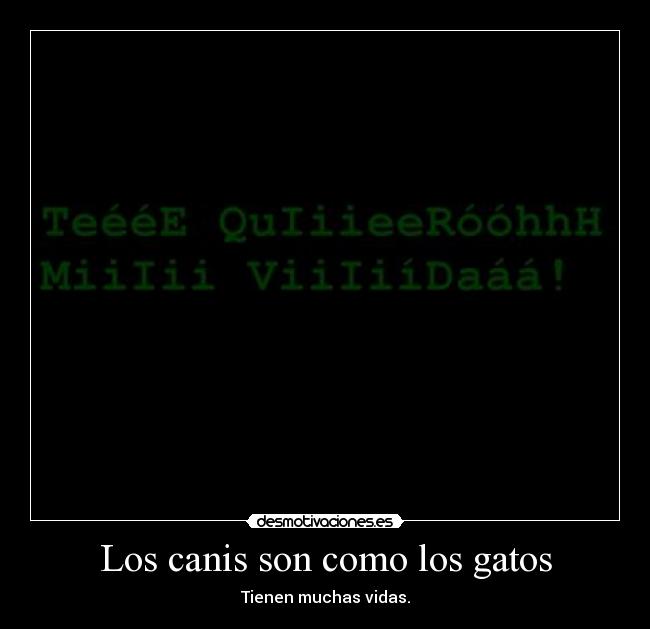 Los canis son como los gatos -