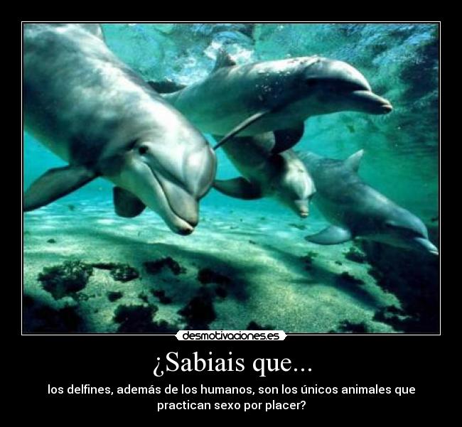 ¿Sabiais que... -