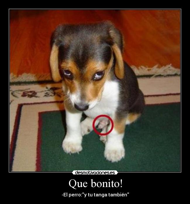 Que bonito! -