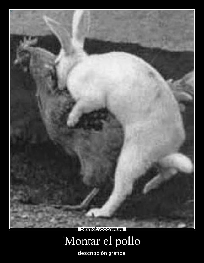 Montar el pollo - 