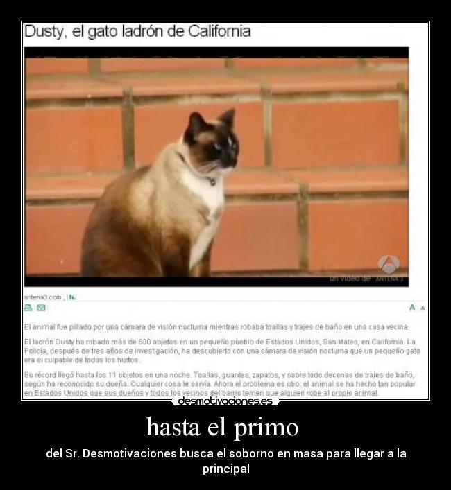 carteles gatosdusty principal sr desmotivaciones soborno desmotivaciones