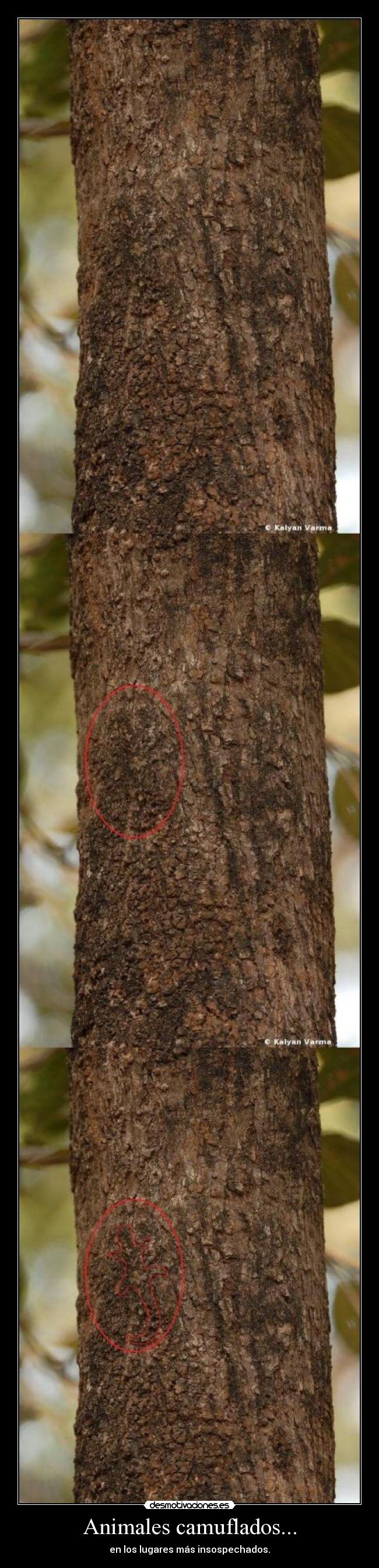 Animales camuflados... - en los lugares más insospechados.
