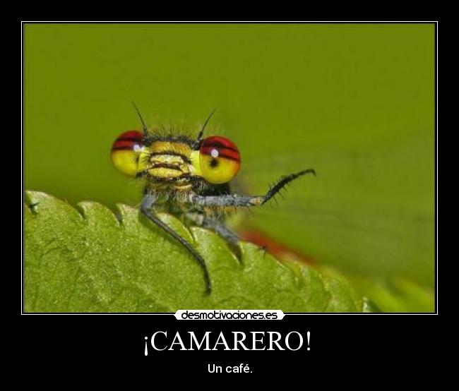 carteles insecto desmotivaciones