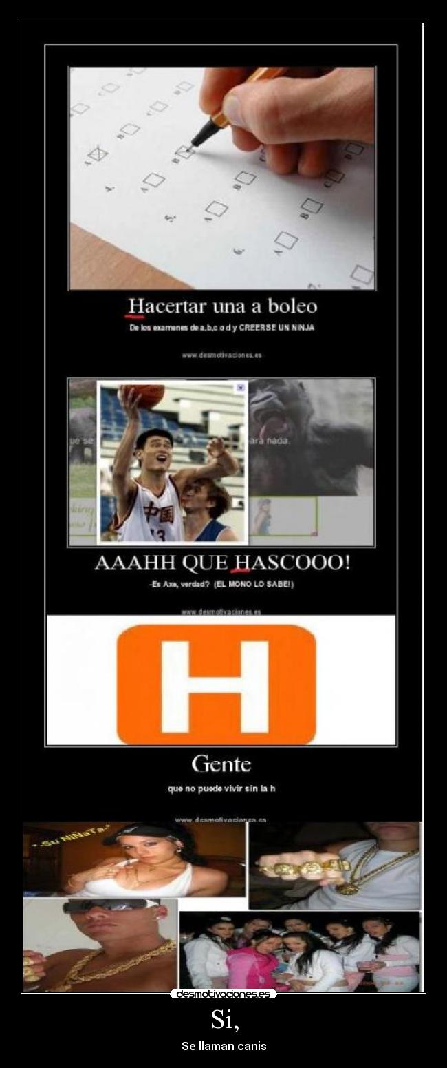 Si, - Se llaman canis