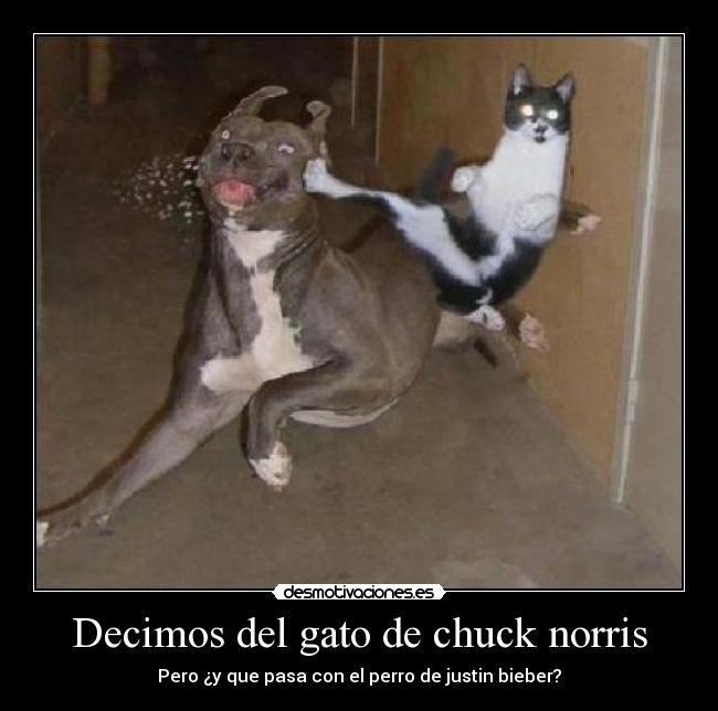 Decimos del gato de chuck norris - 