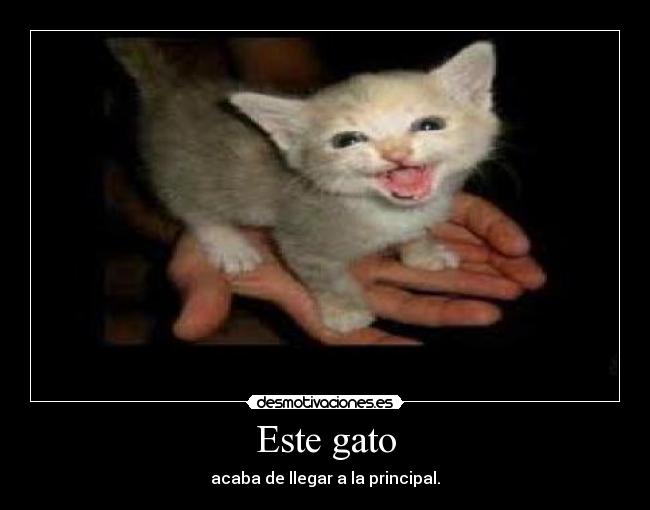 Este gato -