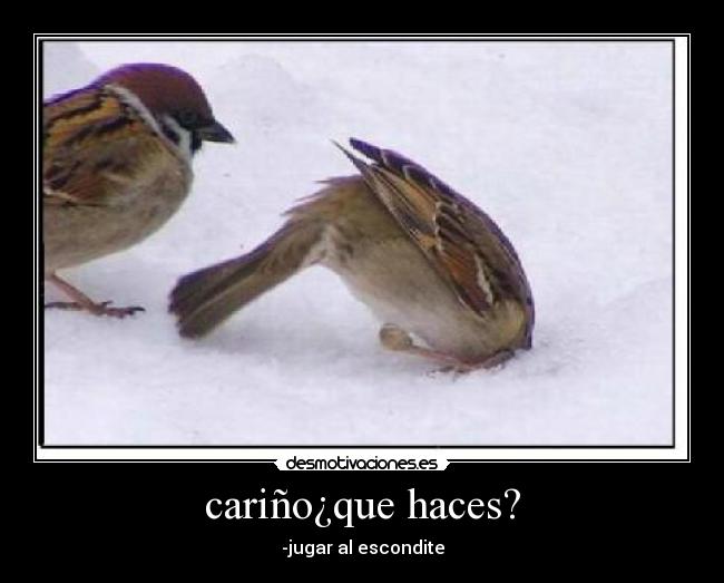 cariño¿que haces? - 