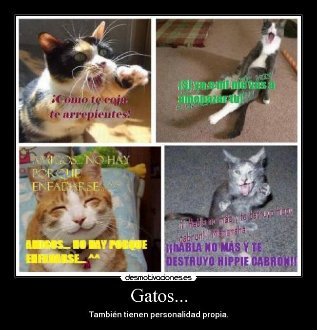 Gatos... - También tienen personalidad propia.