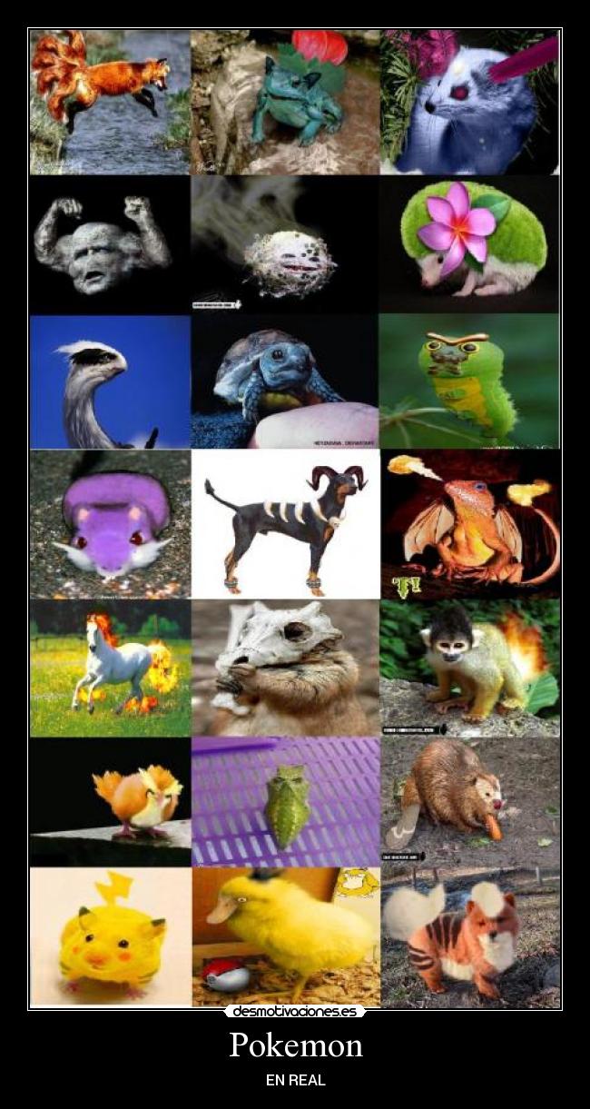 Pokemon - EN REAL